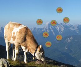 Rülpsende Kühe, methanogene Archaea und das Klima