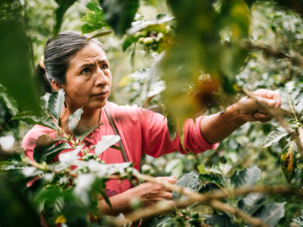 Kaffeeernte bei der Fairtrade-Kooperative Cenfrocafè in Peru