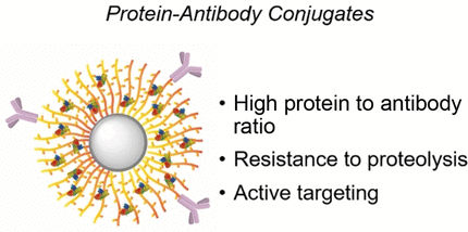 Protected by Nanobrushes - Inserting active-agent proteins into cancer cells using antibodies