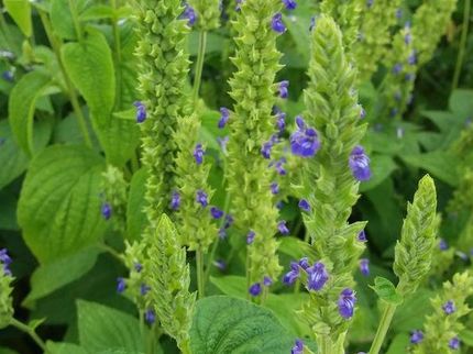 Die blau blühende Chia-Pflanze ist im Spätsommer auch eine ideale Bienenweide.