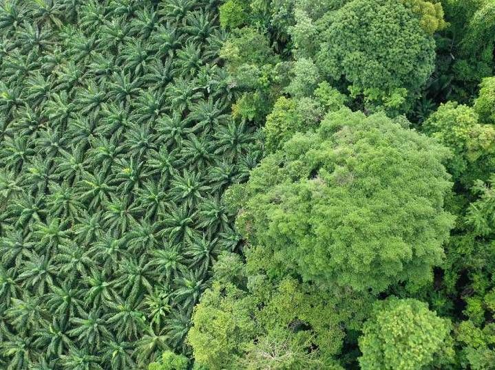 Inteligencia artificial contra la deforestación