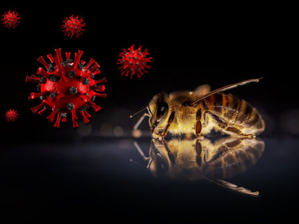 Entrenando a las abejas para que huelan el coronavirus