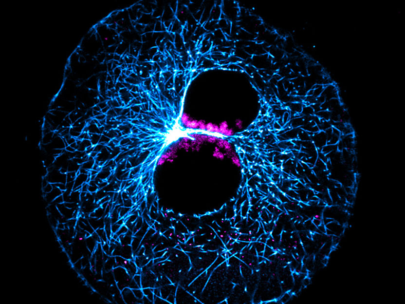 © Tommaso Cavazza and Melina Schuh / Max Planck Institute for Biophysical Chemistry
