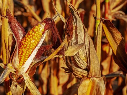 Neue Sorten für Anpassung an den Klimawandel erforderlich