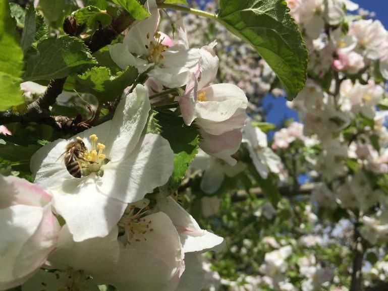 Den Bienenschutz weiter verbessern - Bundesamt betont anlässlich des Weltbienentags die Bedeutung des Insektenschutzes