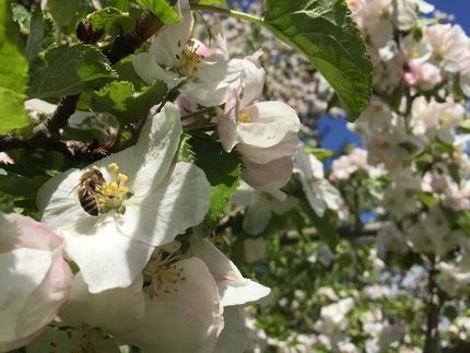 Honigbiene auf Apfelbaumblüte