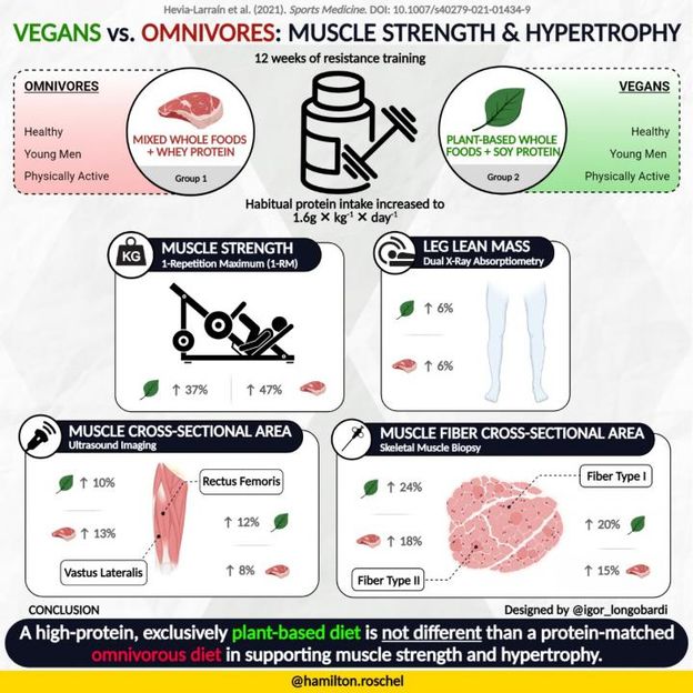 Vegan and omnivorous diets promote equivalent muscle mass gain, study shows