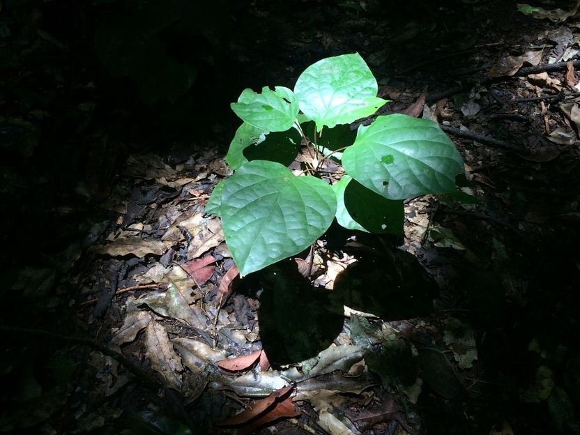 Crop plants can adapt to growing in shady conditions