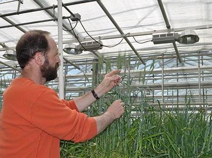 John McLaughlin in the Rutgers greenhouse with hard red spring wheat.