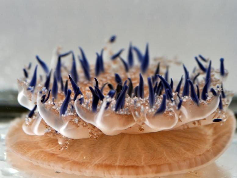 Future food from the sea - Jellyfish chips, sea cucumber soup and green caviar