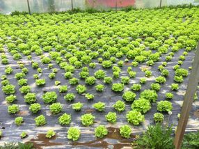 A productive lettuce yield following the researchers' new biodisinfestation method.