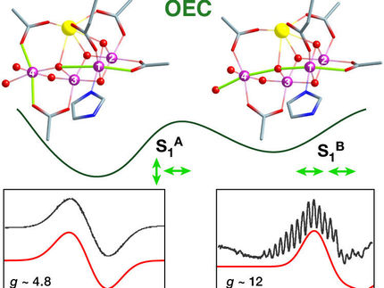 Weiteres Rätsel der Photosynthese gelöst