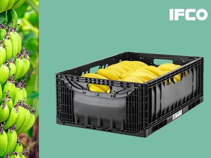 IFCO launches new Banana Lift Lock crates that offer additional benefits for the transportation of bananas