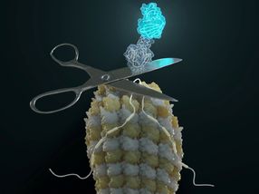 El truco de la proteína cortada y restaurada: las proteínas de diseño autoexcitadas informan de la expresión de isoformas