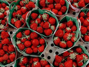 Die besten Erdbeeren für den Anbau an heißen Standorten