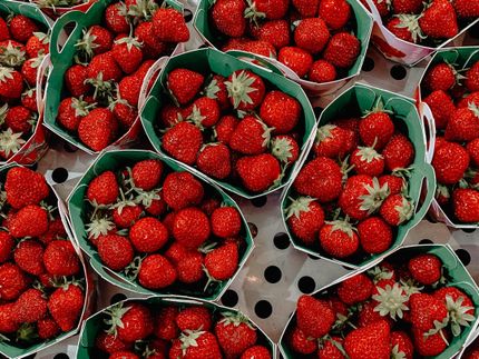 The best strawberries to grow in hot locations