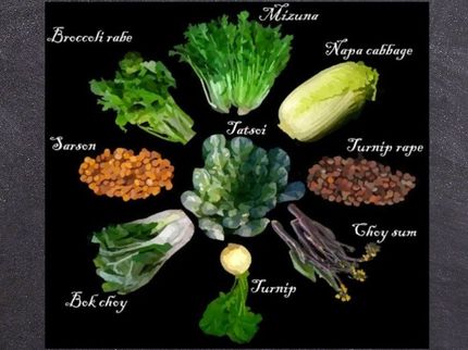 Nueve ejemplos de Brassica rapa domesticada, una sola especie que el ser humano ha criado en hortalizas de raíz como los nabos, verduras de hoja como el bok choy y semillas oleaginosas.