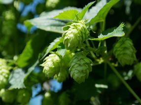 A new disease called halo blight threatens Michigan hop production