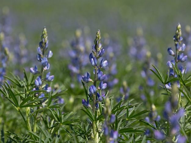 Süßlupinenblüte 2021 - Für die Lebensmittelindustrie ist das aus Süßlupinen gewonnene Proteinisolat besonders interessant