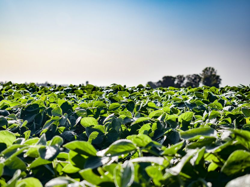 Soy cultivation in the Amazon region multiplies within a few years