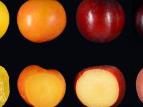 Localized the gene for red-to-blue plum skin