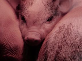 South Dakota pork plant, labor union reach 4-year agreement