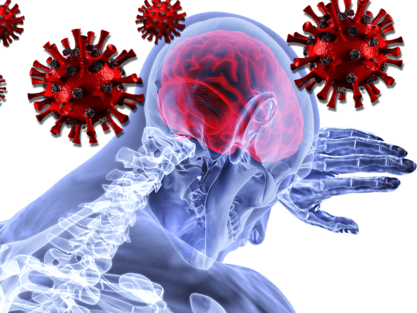 COVID-19 puede causar una inflamación grave en el cerebro - Diversas células inmunitarias del tronco cerebral provocan la formación de nódulos inflamatorios