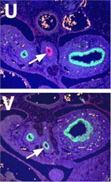 Edward Morrisey, PhD, University of Pennsylvania School of Medicine; Developmental Cell