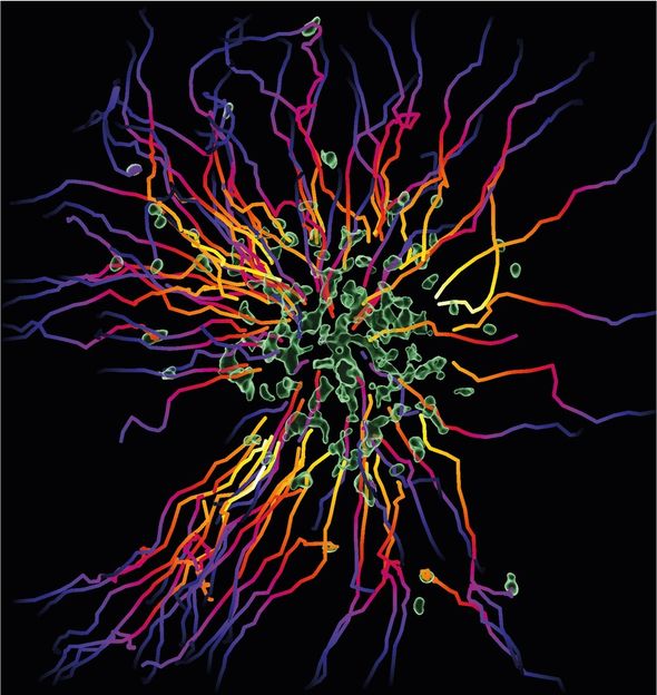 © MPI of Immunobiology & Epigenetics/ T. Lämmermann 