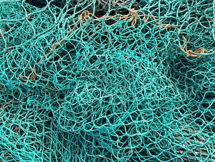 España valora la recomendación del CIEM que permite duplicar las capturas de sardina en 2021