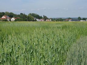 Die Wissenschaftlerinnen und Wissenschaftler wollen die Forschung an alten Getreide-Landsorten intensivieren, um die Herstellung verträglicherer Backwaren zu ermöglichen.