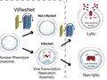 Microscopy Deep Learning Predicts Viral Infections