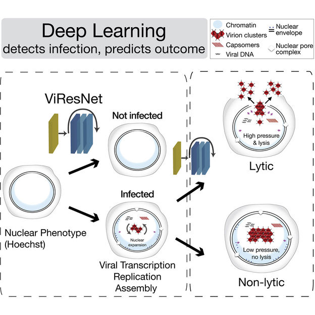 Studying Virus Replication with Fluorescence Microscopy