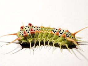 Very venomous caterpillar has strange biology