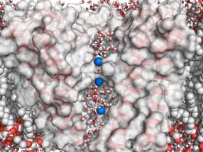 Blick in den Teil des HCN4 Kanals, der in die Membran eingebettet ist. In der Proteinstruktur (in grau) sind die Transmembrandomänen als transparente Helices (rot) dargestellt. In der zentralen Pore kann man Kaliumionen (blau) und Wasser (rot/weise Moleküle) erkennen.