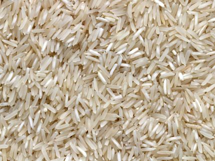 Heiße Nächte bringen die zirkadiane Uhr von Reis durcheinander und beeinträchtigen die Ernteerträge