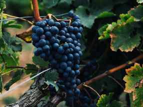 Die Verlangsamung der Traubenreife kann die Qualität der Beeren für die Weinherstellung verbessern