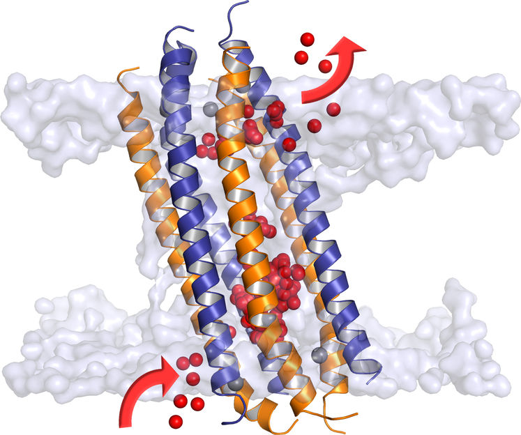 © de Groot / Max-Planck-Institut für biophysikalische Chemie