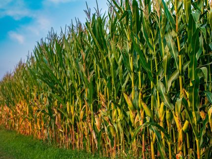 Cleaner air has boosted U.S. corn and soybean yields