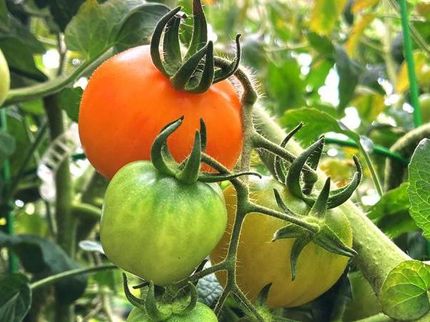 Forscher der Universität von Tsukuba und der Universität von Florida haben herausgefunden, dass Pigmente, die die Farbe von Tomaten steuern, auch eine Rolle bei der Bestimmung ihres Geschmacks spielen. Durch die Analyse der Pigmentprofile von 157 verschiedenen Tomatensorten zeigte das Team, dass Früchte mit hohem Chlorophyllgehalt einen höheren Zuckergehalt aufweisen und dass das Carotinoid Prolykopen mit einer Fülle von Aromastoffen verbunden ist. Zu verstehen, wie die Wachstumsbedingungen die Pigmentprofile beeinflussen, könnte den Geschmack von Tomaten verbessern.