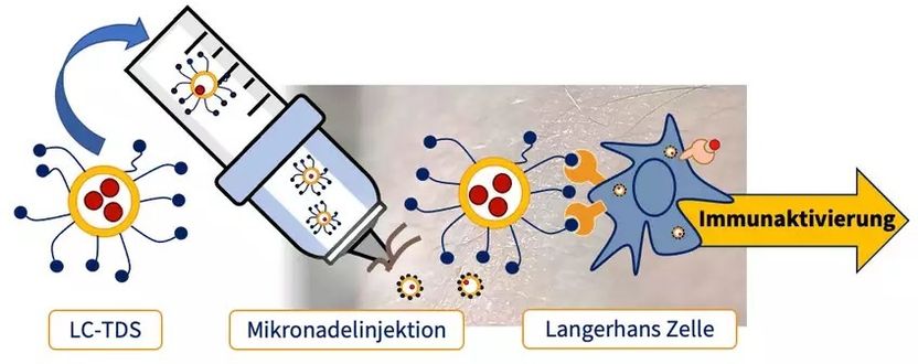 Gezielte Immunstimulation für wirksamere Impfstoffe - Cutanos, eine Ausgründung der Max-Planck-Gesellschaft, entwickelt neuartige Impfungen und Immuntherapien