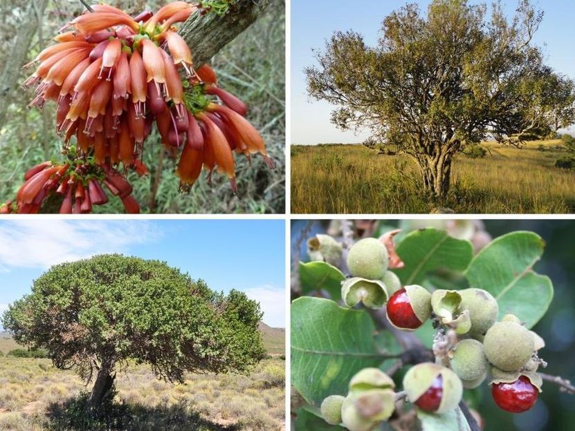 Photos by Prof Ben-Erik van Wyk, University of Johannesburg