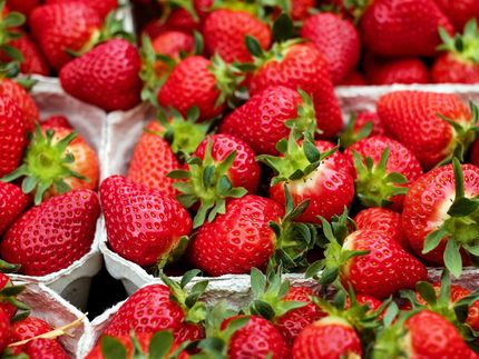 Erdbeere - kleine Frucht mit großer Wirkung