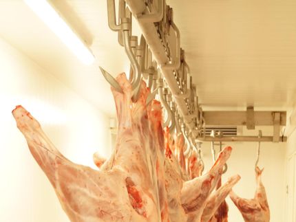 Corona-Ausbruch in Schlachthof - mehrere Gamma-Fälle nachgewiesen