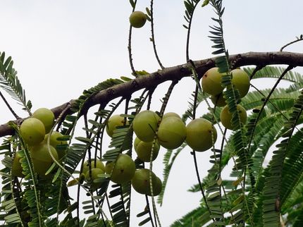Trending ingredients to watch: Indian Gooseberry