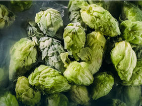 Hop Supplier Releases New Product to Bring Fresh Hop Ales to the Global Craft Beer Community