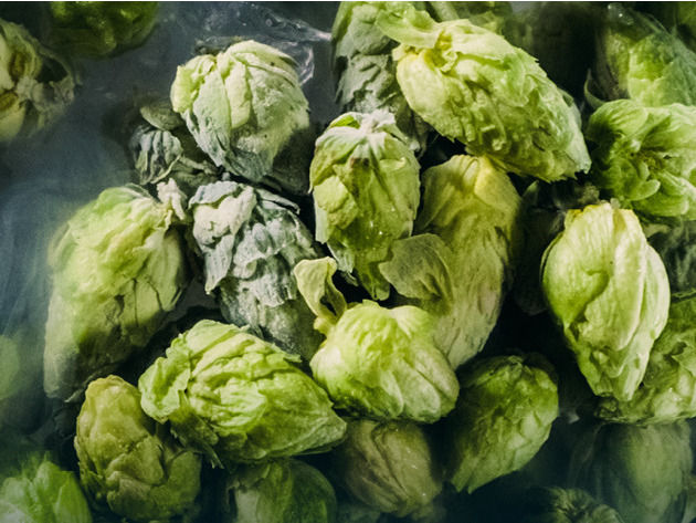 Yakima Chief Hops