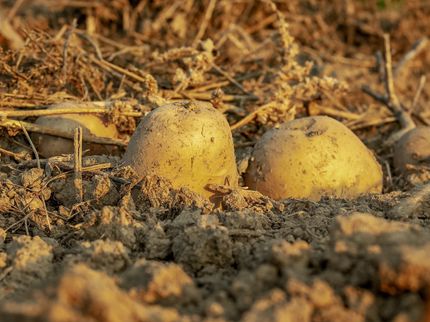 El cancro de la patata: pérdidas de cosechas y años de contaminación en el campo