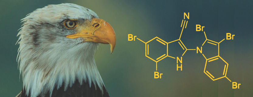 The AETX files: Work to unravel widespread bald eagle fatalities gathers pace - Scientists succeed in totally synthesizing eagle killer venom