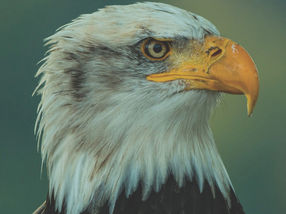 Los archivos de AETX: El trabajo para desentrañar las muertes generalizadas de águilas calvas se acelera